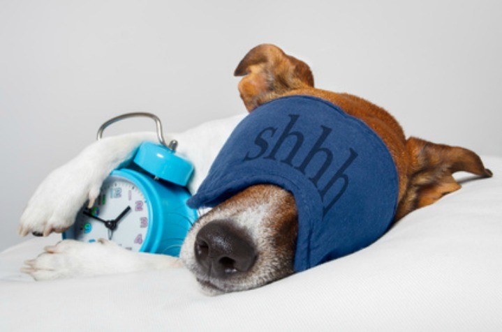 Dog dozing with a sleep mask